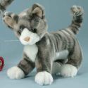 Katzenjunges