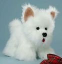 shaggy Westie