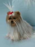 Small, cute Yorkshire Terrier wi...