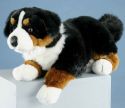 Bernese Mountain Dog