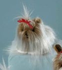 Yorkshire-Terrier mit roter Schl...