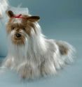 Yorkshire-Terrier mit roter Schl...